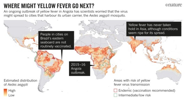 Important information related to yellow fever
