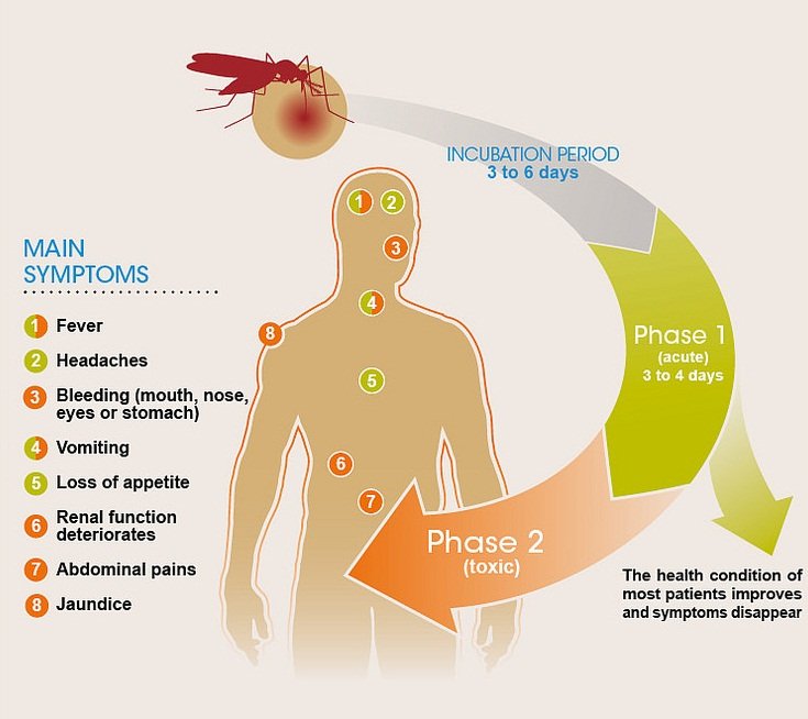 symptoms of yellow fever