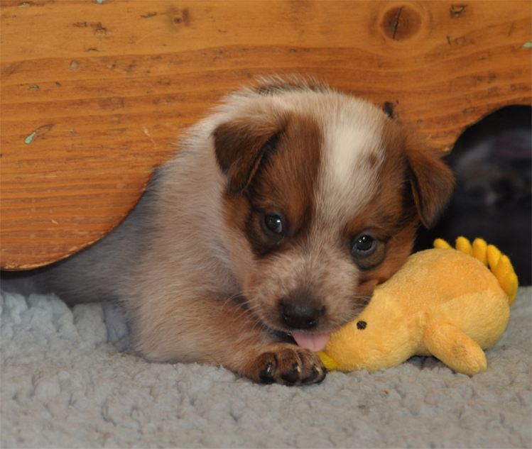 domestic animals and rabies