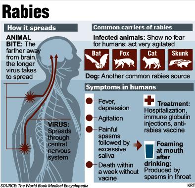 rabies stats